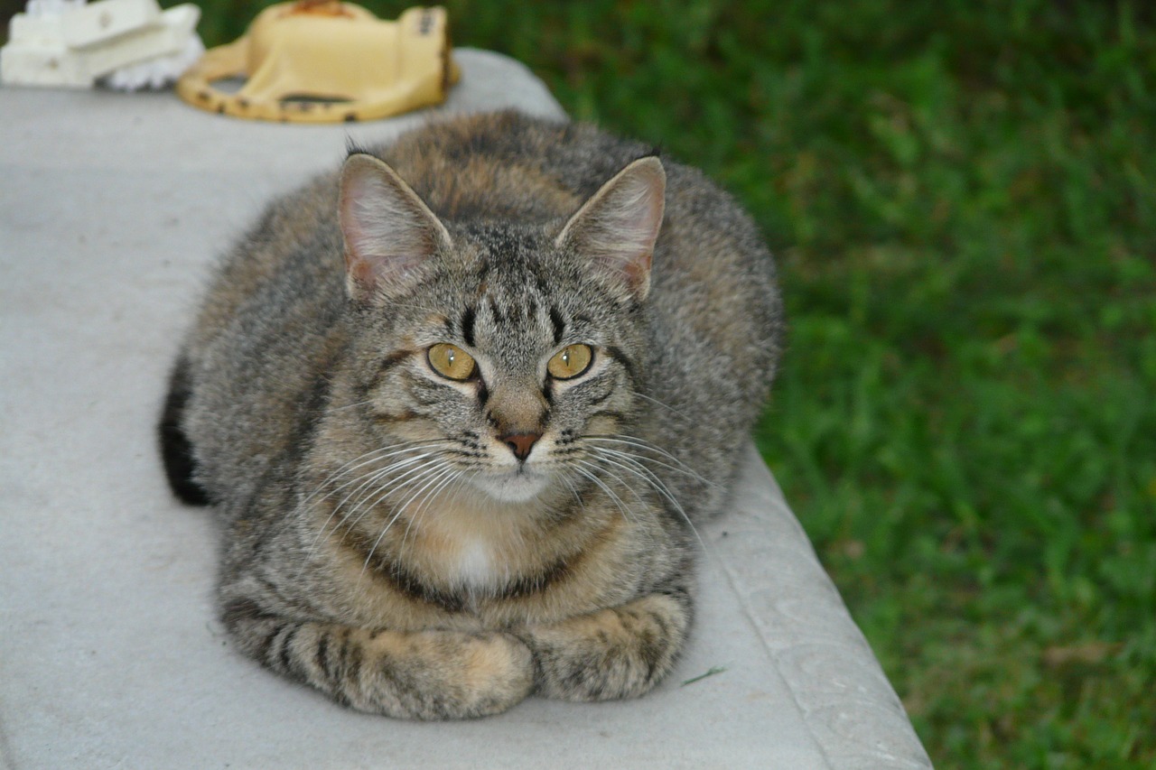 Katė, Naminis Gyvūnėlis, Kačių, Tabby, Kačiukas, Mielas, Vidaus, Kačiukas, Žinduolis, Portretas