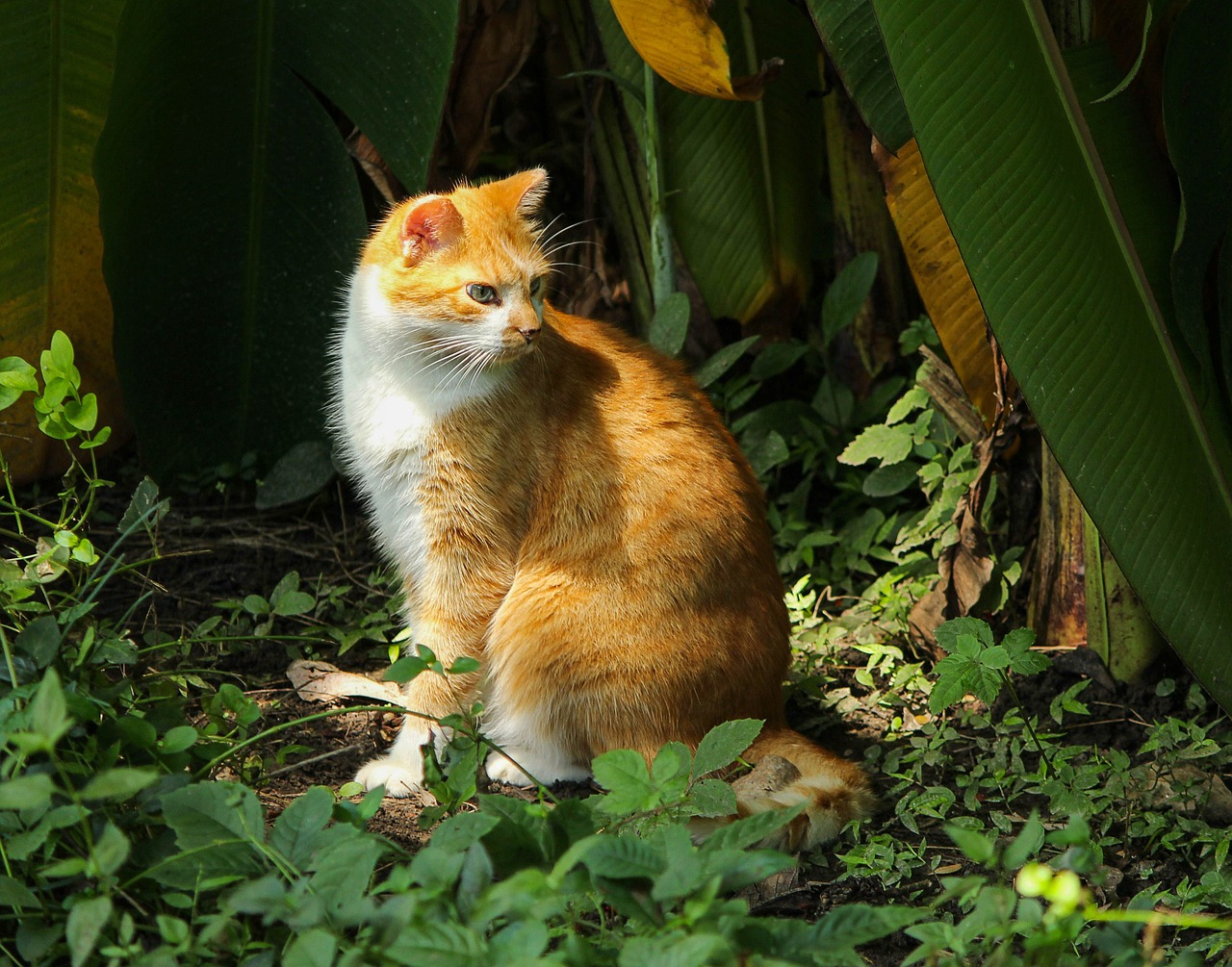 Katė, Housecat, Naminis Katinas, Kačiukas, Kačių, Namo Katė, Laukinis Katinas, Laukinis Katinas, Naminis Gyvūnėlis, Nemokamos Nuotraukos