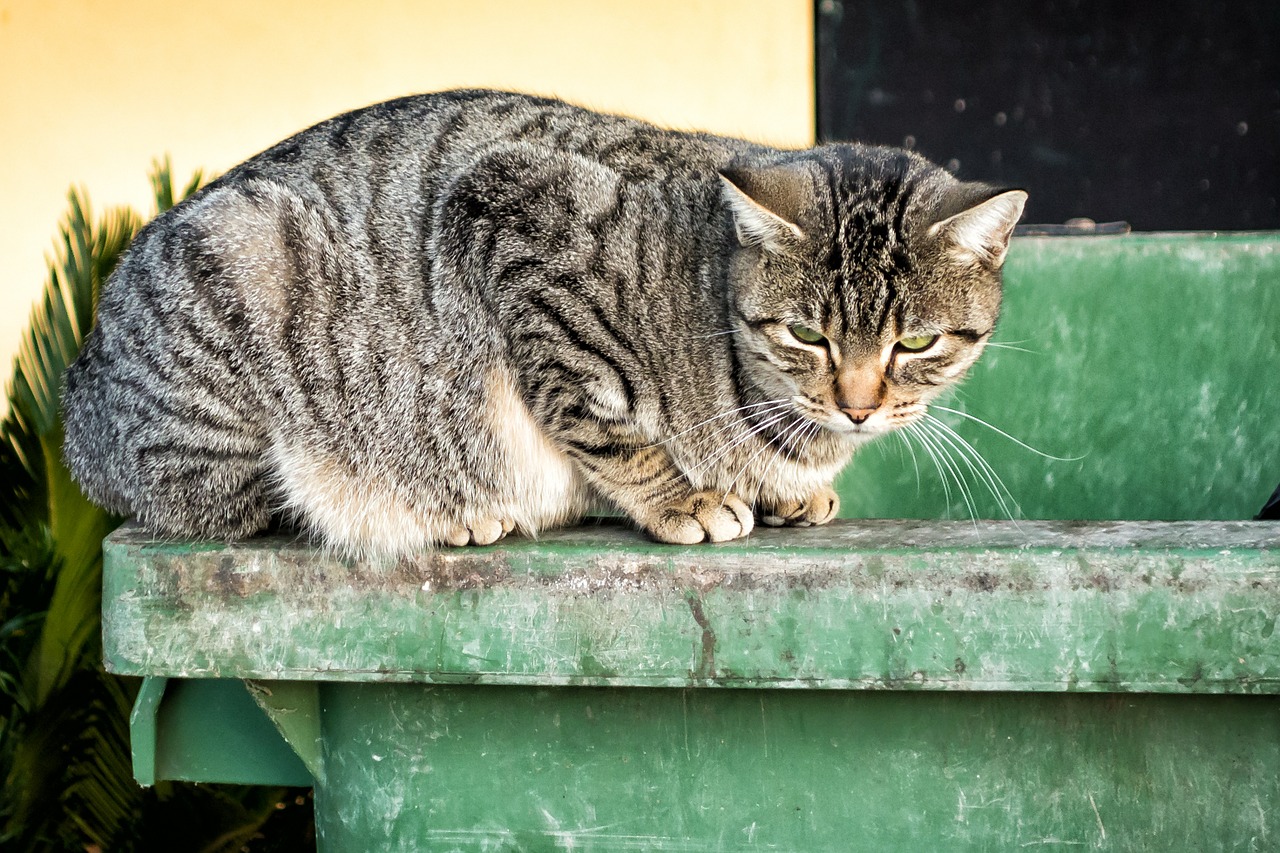 Katė, Gyvūnas, Naminis Gyvūnėlis, Kačių, Gata, Žalios Akys, Fauna, Benamė Katė, Nemokamos Nuotraukos,  Nemokama Licenzija