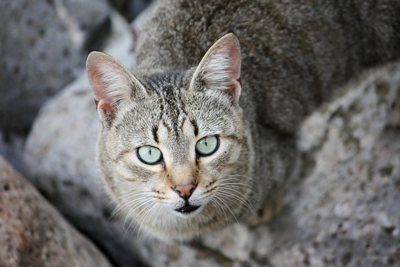 Katė, Wildcat, Gyvūnai, Fauna, Akys, Ūsai, Kačių, Plaukai, Akmenys, Buveinė