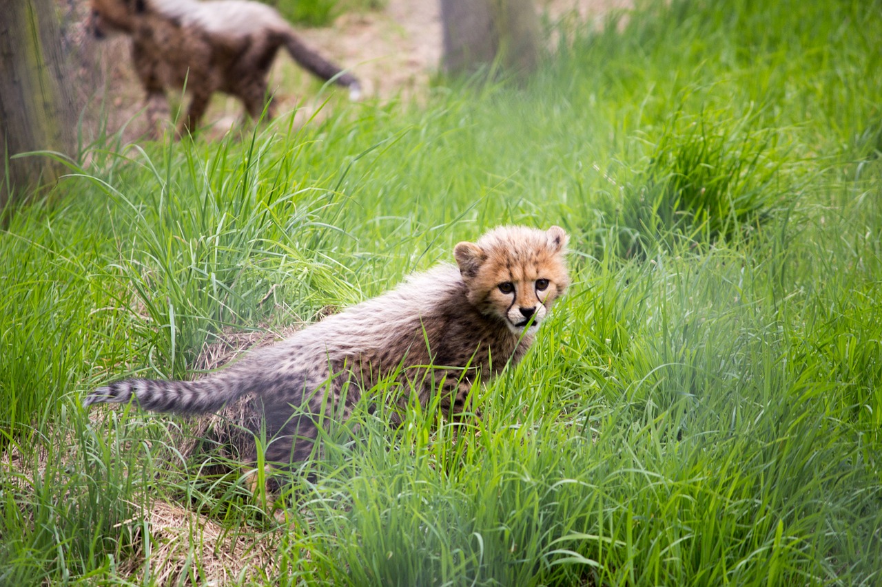 Katė, Gepardas, Cheetah Cub, Laukinė Gamta, Gyvūnas, Dėmės, Jaunas, Palikuonys, Cub, Afrikos