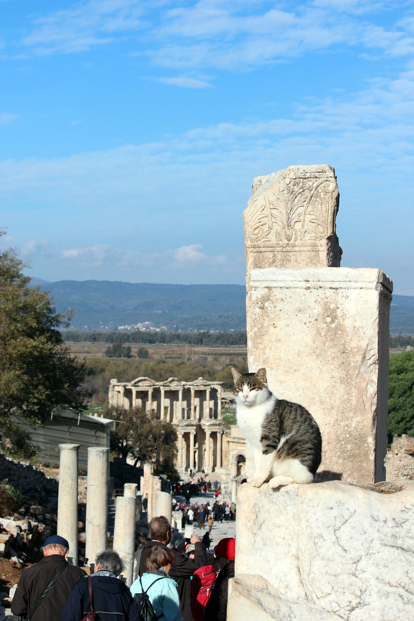 Katė, Turkija, Efesas, Nemokamos Nuotraukos,  Nemokama Licenzija