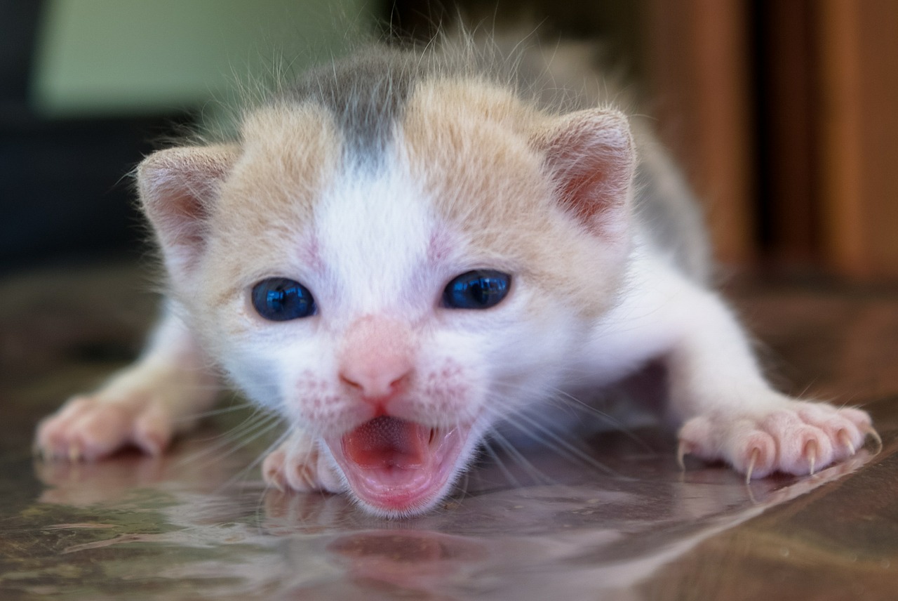 Katė, Kačių, Šuniukas, Gyvūnas, Kačiukas, Gata, Naminis Gyvūnėlis, Gatão, Kačių Išvaizda, Gyvūnai