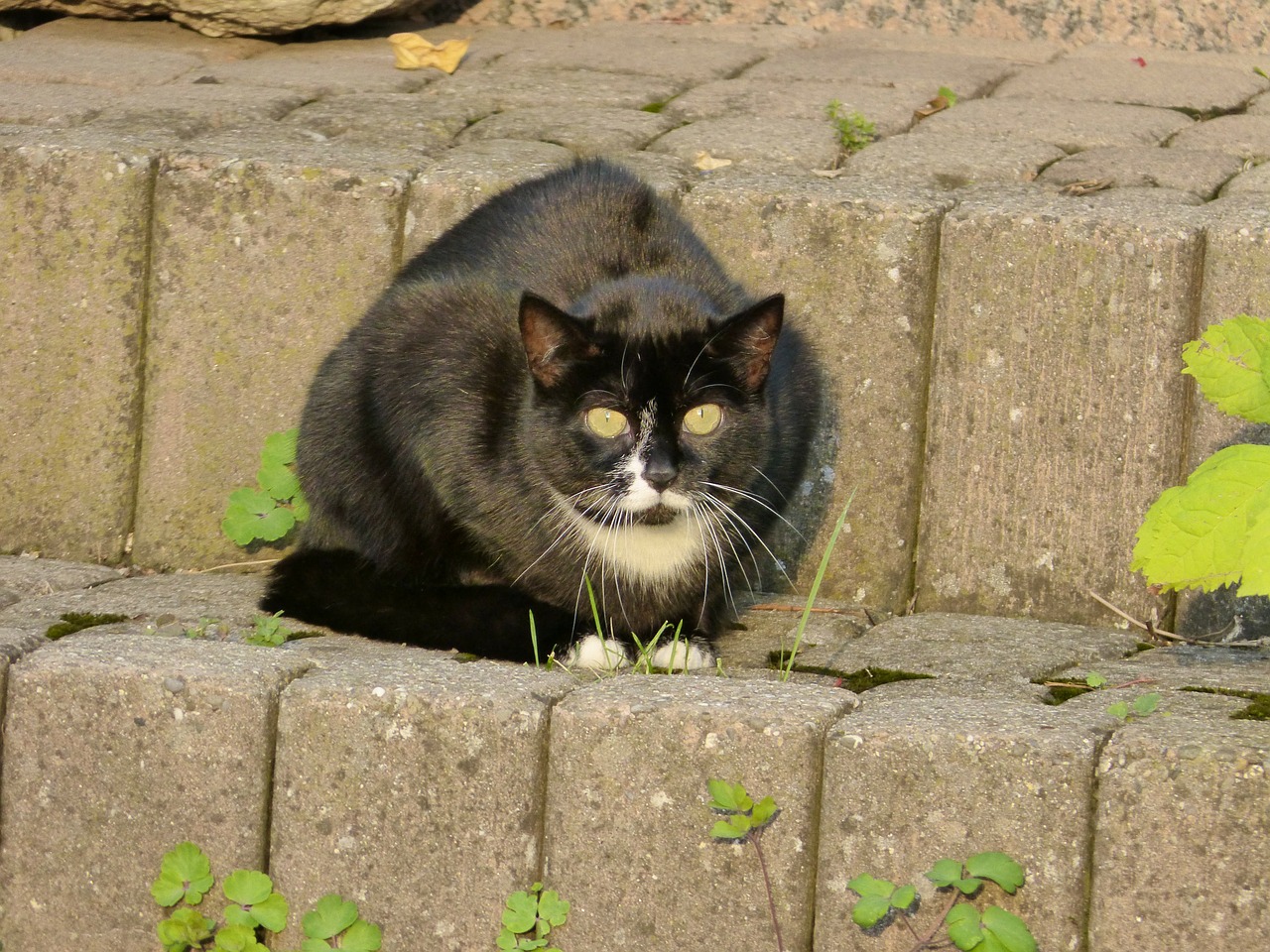 Katė, Felidae, Žinduolis, Gyvūnas, Plėšrūnas, Akys, Juoda, Nemokamos Nuotraukos,  Nemokama Licenzija