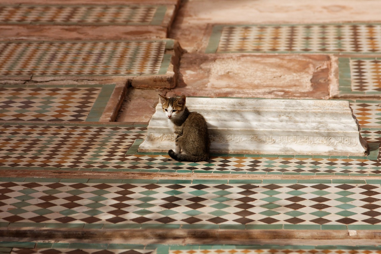 Katė, Mozaika, Marokas, Nemokamos Nuotraukos,  Nemokama Licenzija