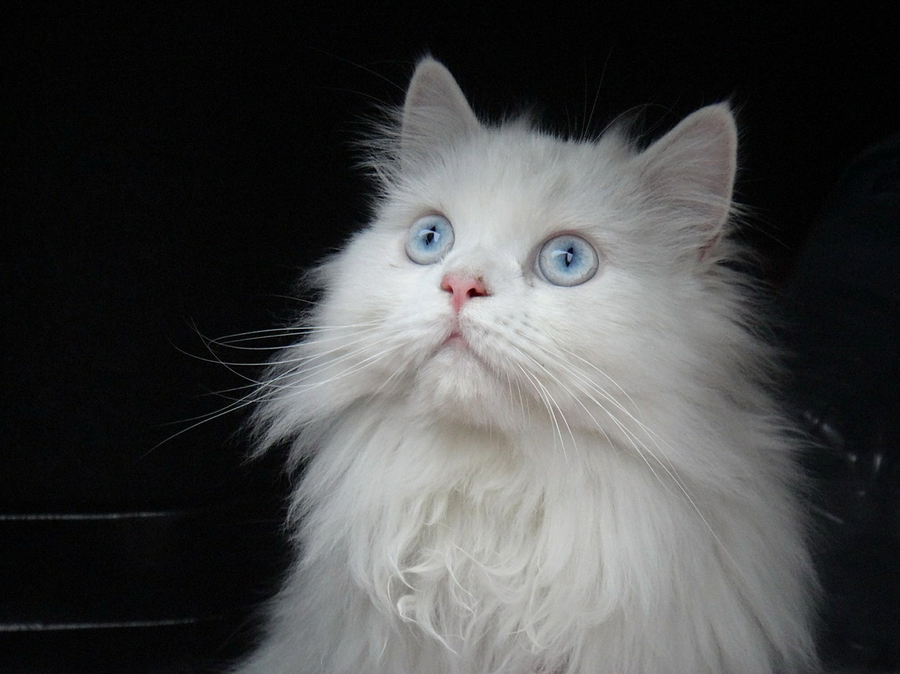 Katė, Persų, Balta, Mėlynos Akys, Nemokamos Nuotraukos,  Nemokama Licenzija