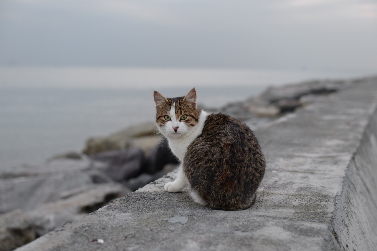 Katė, Suadiye, Papludimys, Istanbulas, Nemokamos Nuotraukos,  Nemokama Licenzija