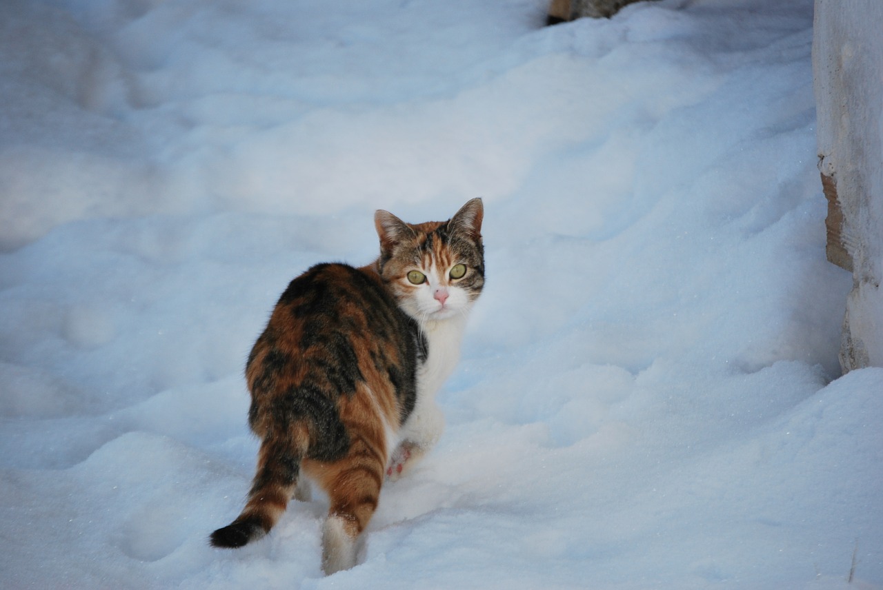 Katė, Sniegas, Žiema, Nemokamos Nuotraukos,  Nemokama Licenzija