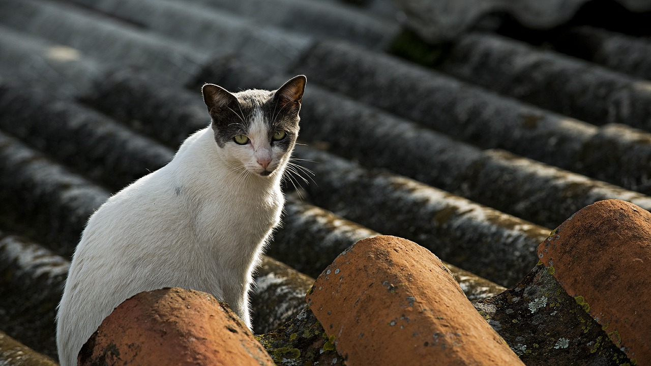 Katė, Kačių, Gyvūnas, Miesto, Vidaus, Stogas, Gatvė, Lauke, Žiūri, Miestas