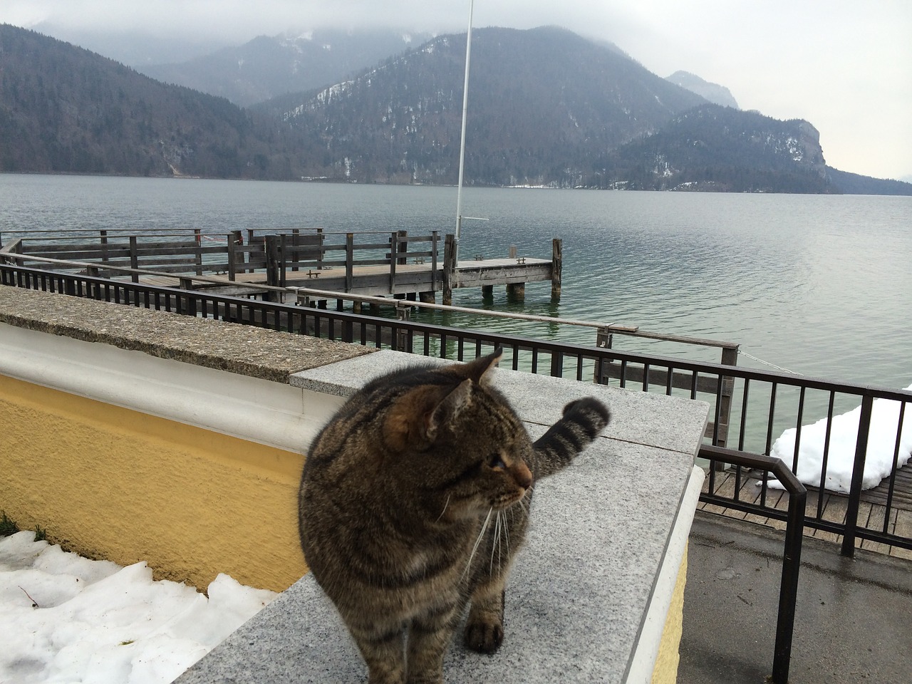 Katė, Ežeras, Žiema, Salzburg, Kalnai, Nemokamos Nuotraukos,  Nemokama Licenzija