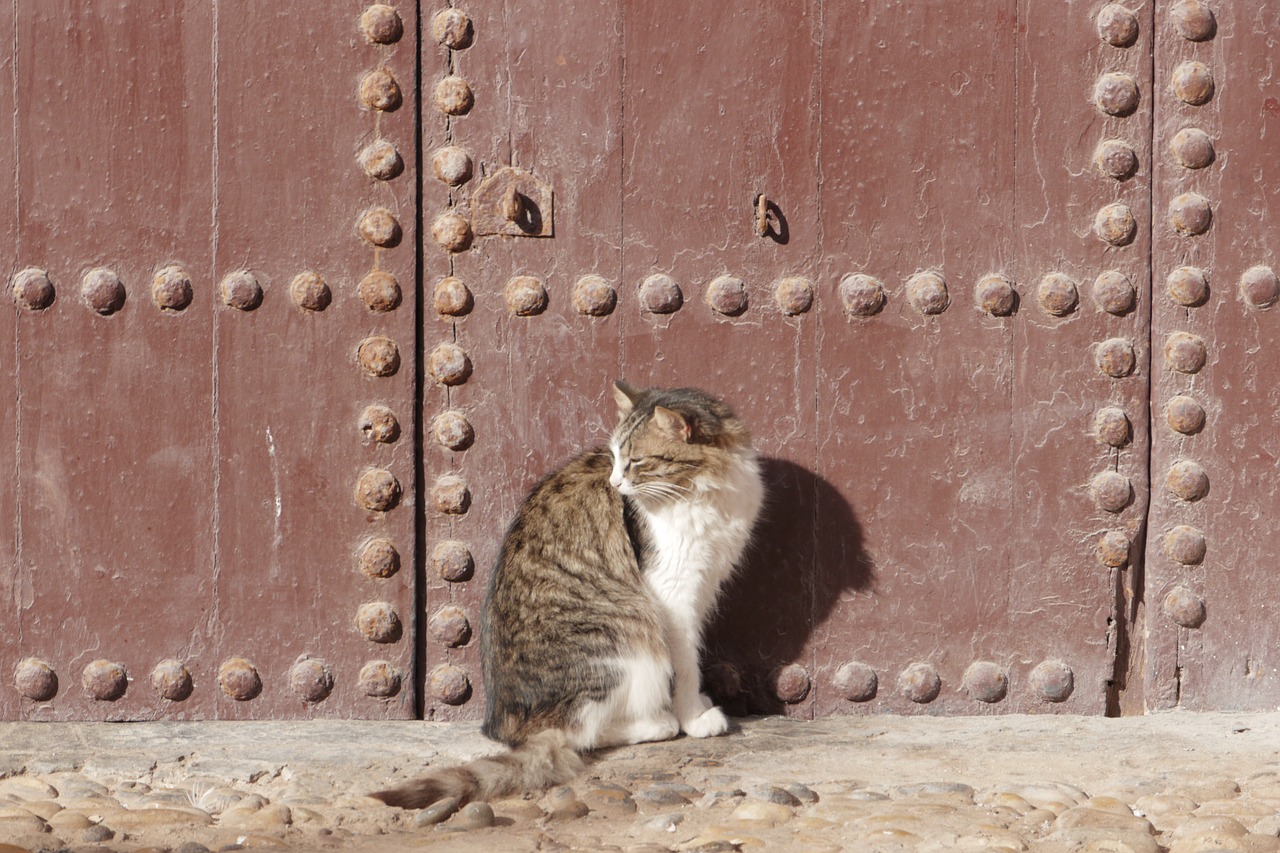 Katė, Senos Durys, Marokas, Nemokamos Nuotraukos,  Nemokama Licenzija