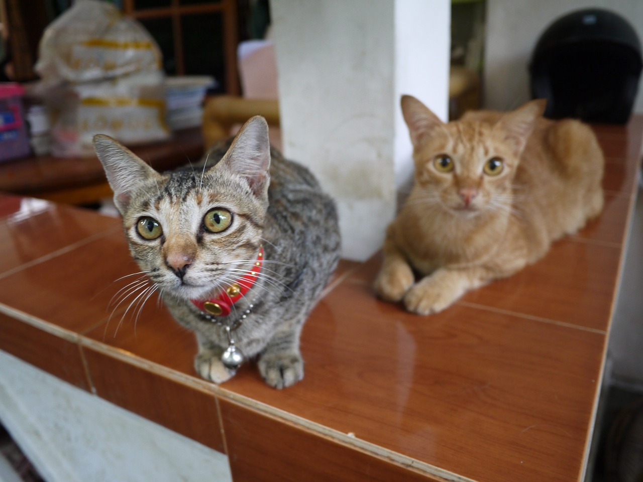 Katė, Bali, Mano Namai, Nemokamos Nuotraukos,  Nemokama Licenzija