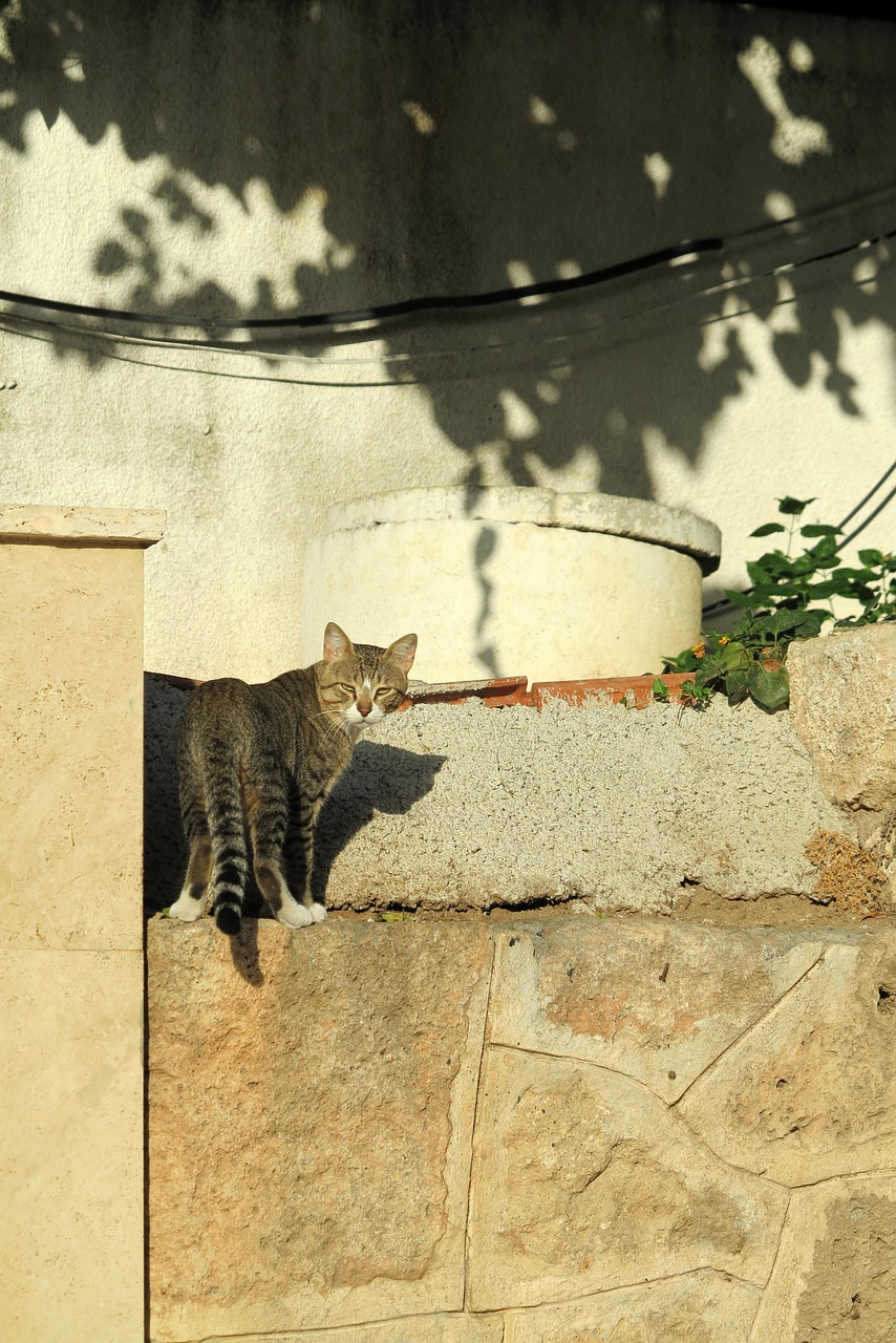 Katė, Turkija, Nemokamos Nuotraukos,  Nemokama Licenzija