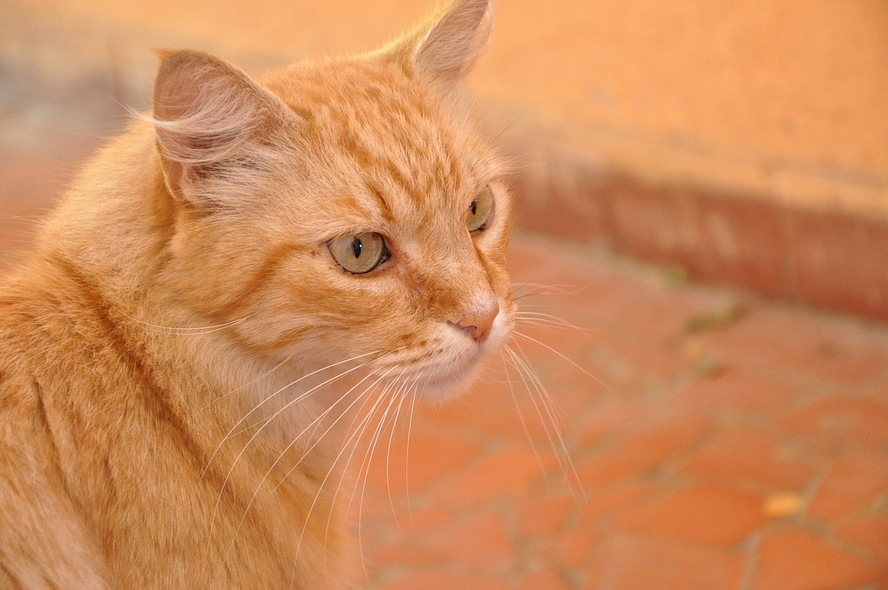 Katė, Oranžinė, Naminis Gyvūnėlis, Nemokamos Nuotraukos,  Nemokama Licenzija