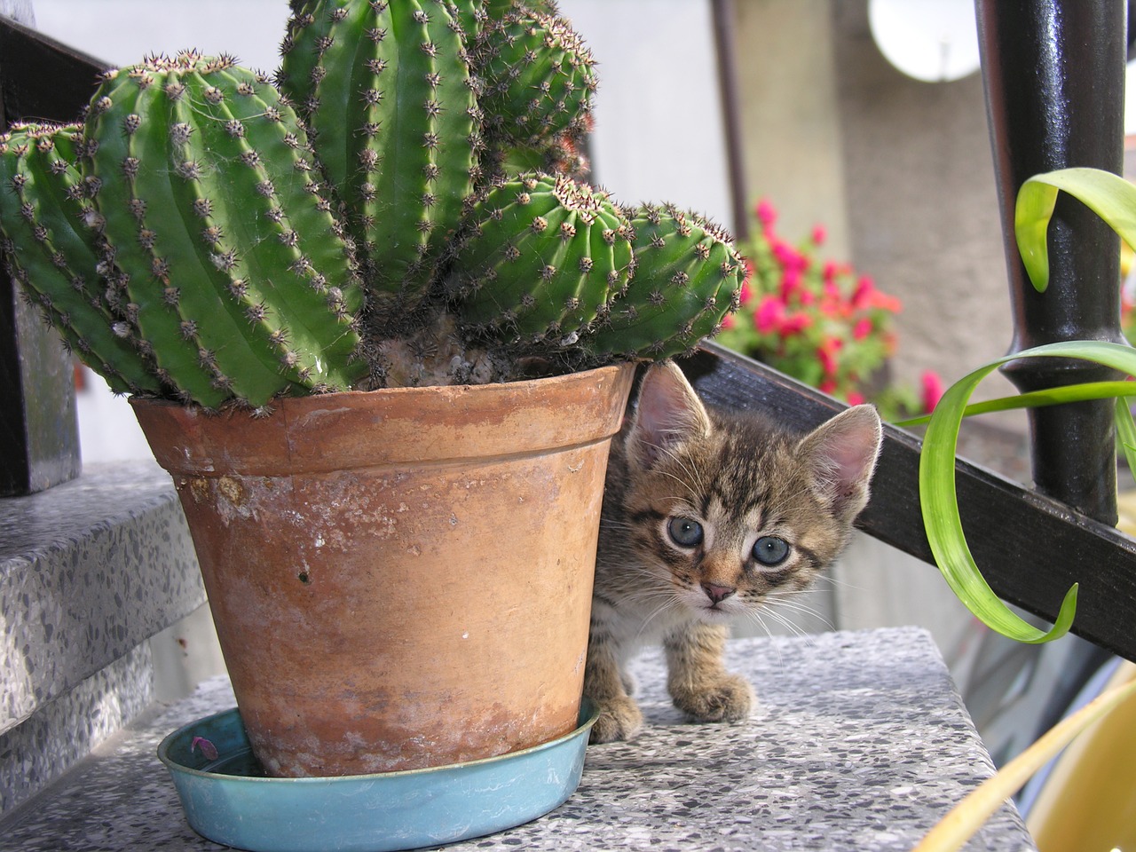 Katė,  Kaktusas,  Nusipirkau Mano Kačiukus, Nemokamos Nuotraukos,  Nemokama Licenzija
