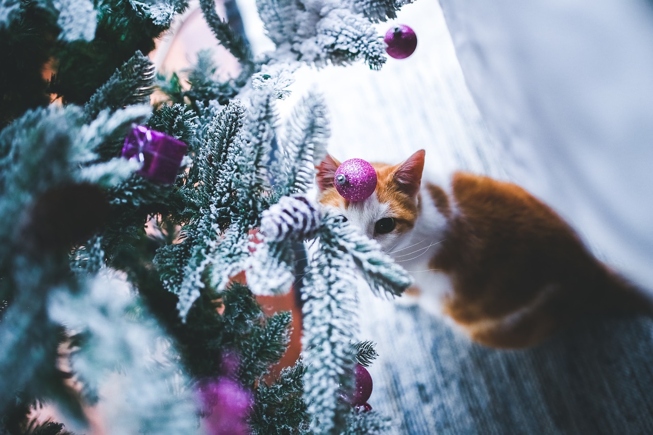 Katė, Kalėdos, Xmas, Rutulys, Rutuliai, Rožinis, Violetinė, Juokinga, Gyvūnas, Gyvūnai