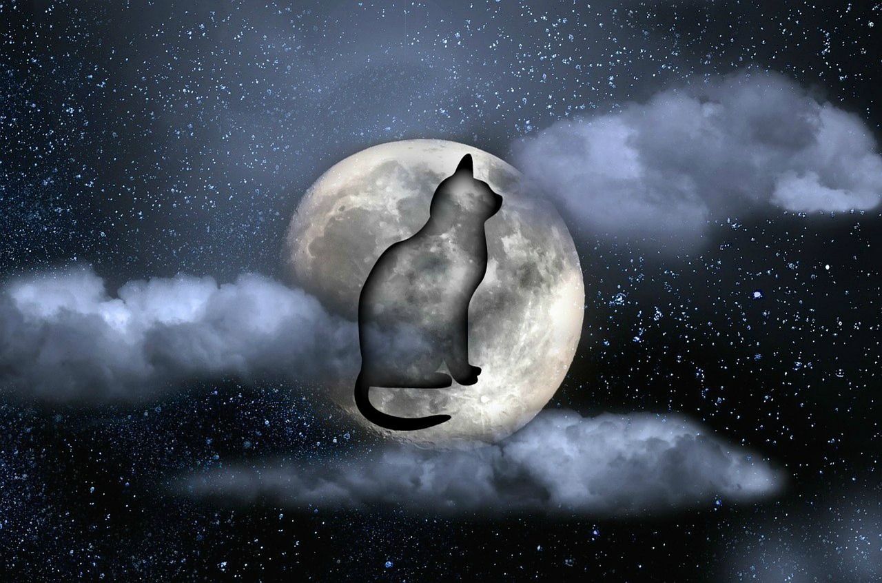 Katė, Mėnulis, Naktis, Nemokamos Nuotraukos,  Nemokama Licenzija