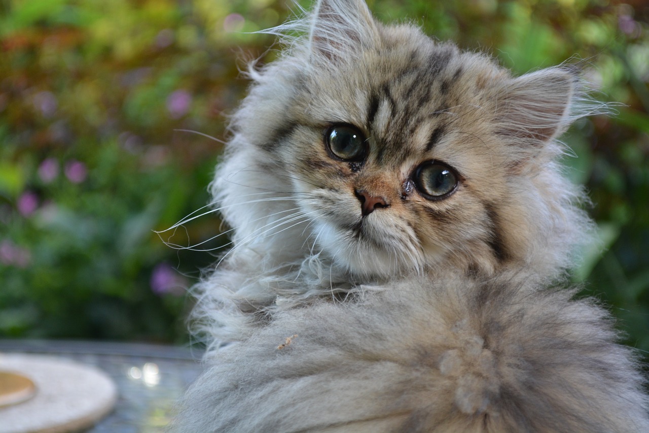 Katė, Persų, Kačiukas, Nemokamos Nuotraukos,  Nemokama Licenzija