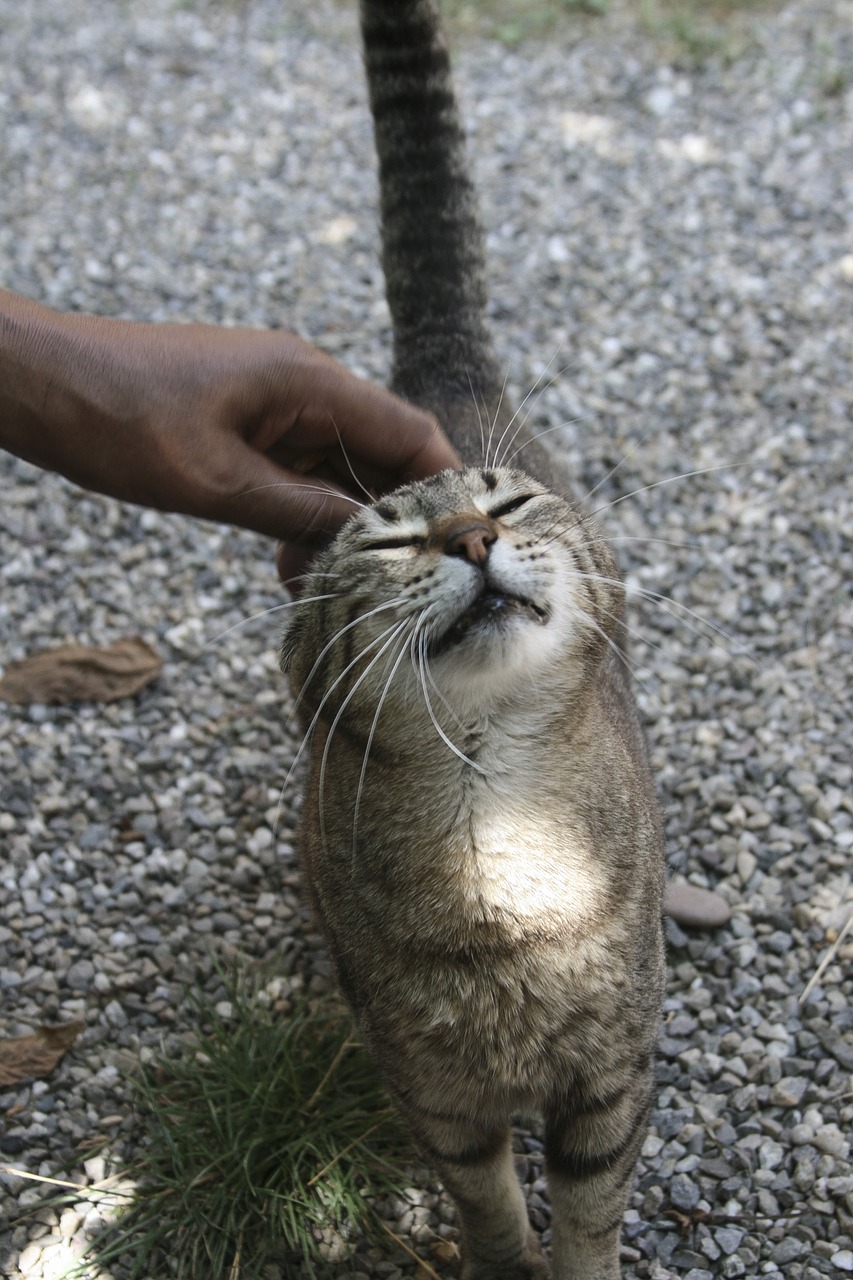 Katė, Insultas, Donorystė, Purr, Mėgautis, Uždarytos Akys, Smooch, Meilė, Saldus Nešikas, Meilė Gyvūnams