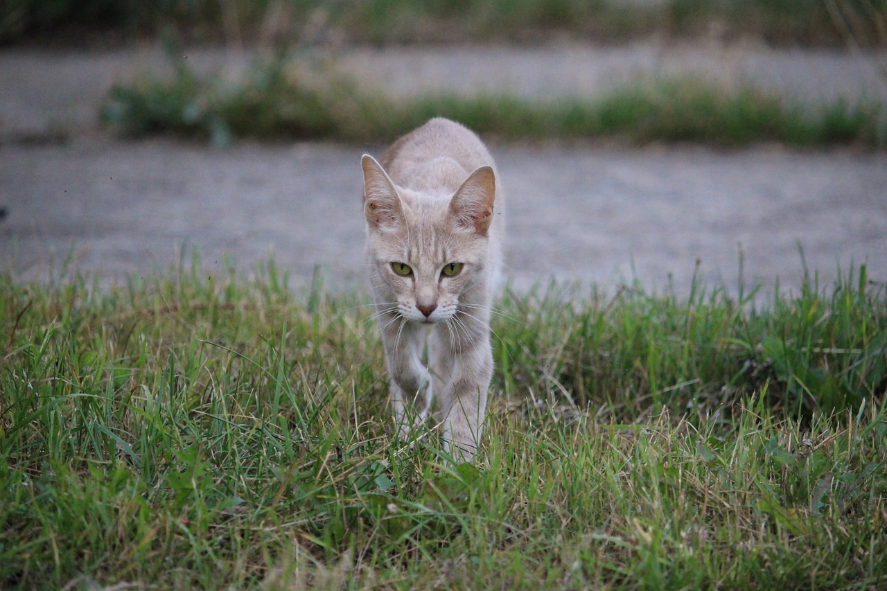 Katė, Veislės Katė, Naminis Katinas, Siamo Katė, Felidae, Naminis Gyvūnėlis, Nemokamos Nuotraukos,  Nemokama Licenzija