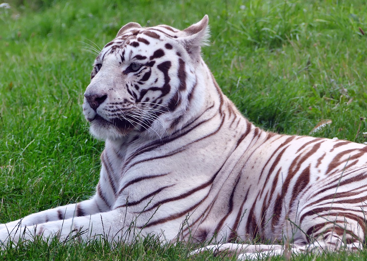 Katė, Tigras, Balta, Gyvūnas, Gamta, Laukiniai, Laukinė Gamta, Žinduolis, Galva, Plėšrūnas