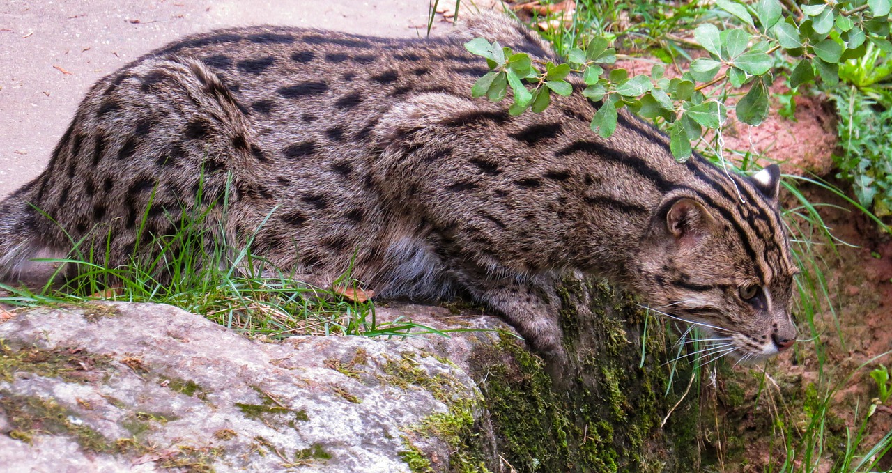 Katė, Žvejybos Katė, Plėšrūnas, Retai, Medžioti, Pasislėpęs, Laukinės Gamtos Fotografija, Nemokamos Nuotraukos,  Nemokama Licenzija