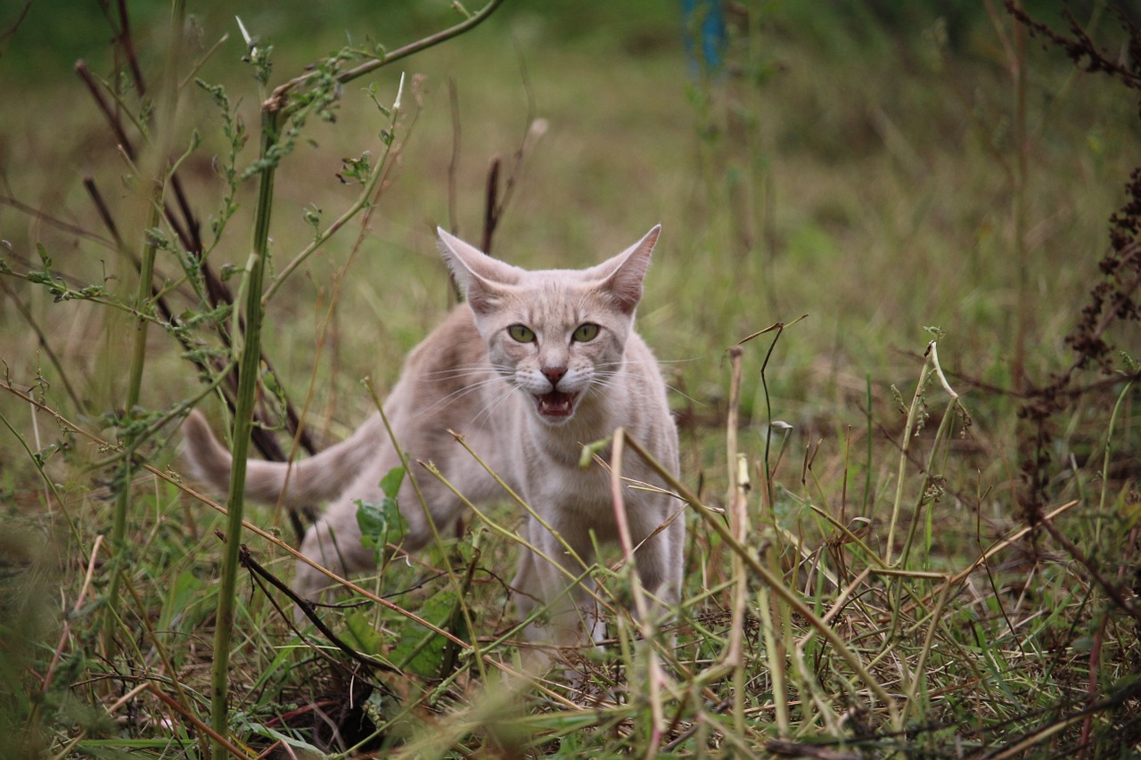 Katė, Mieze, Miau, Žolė, Veislės Katė, Nemokamos Nuotraukos,  Nemokama Licenzija