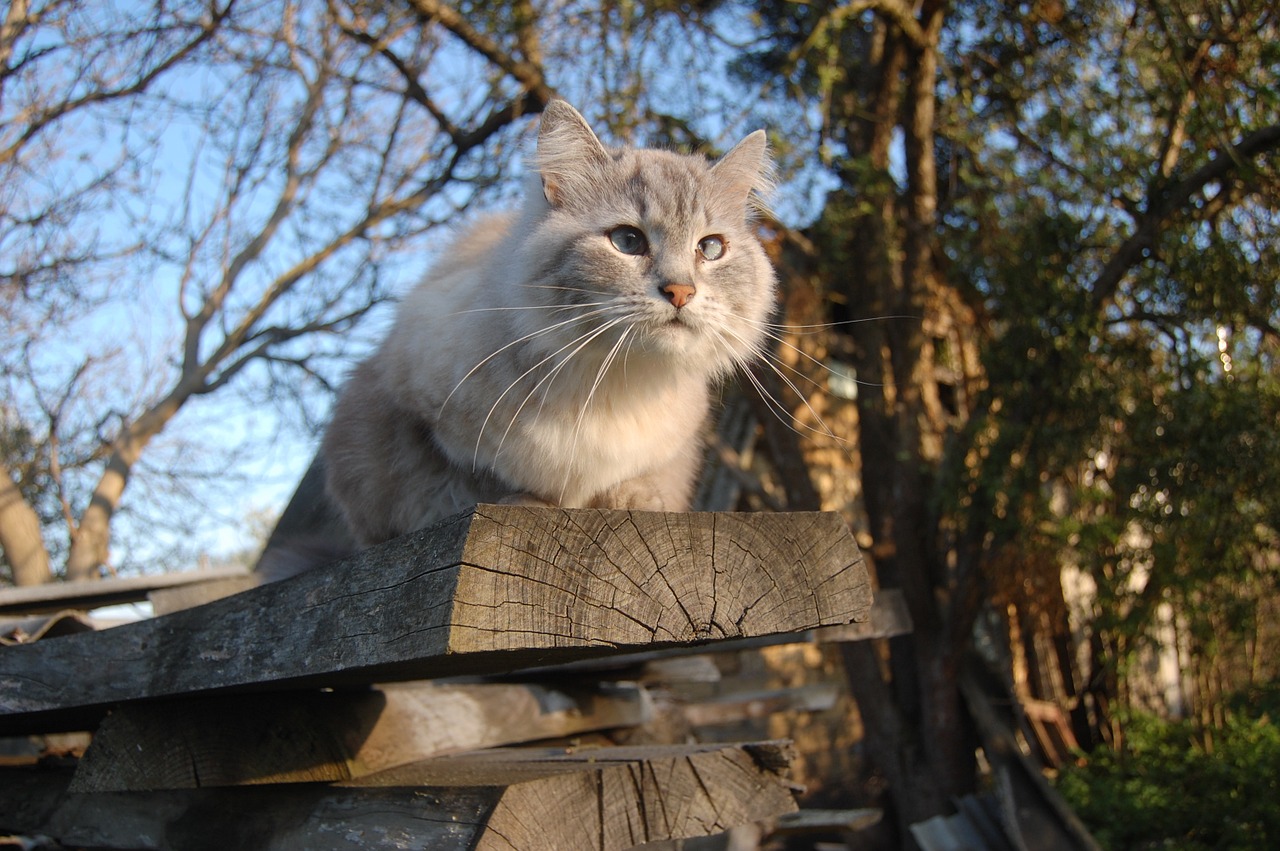 Katė, Lenta, Katė Sėdi, Pavasaris, Katė Ieško, Katė Ir Dangus, Housecat, Graži Katė, Eyed Cat, Nemokamos Nuotraukos