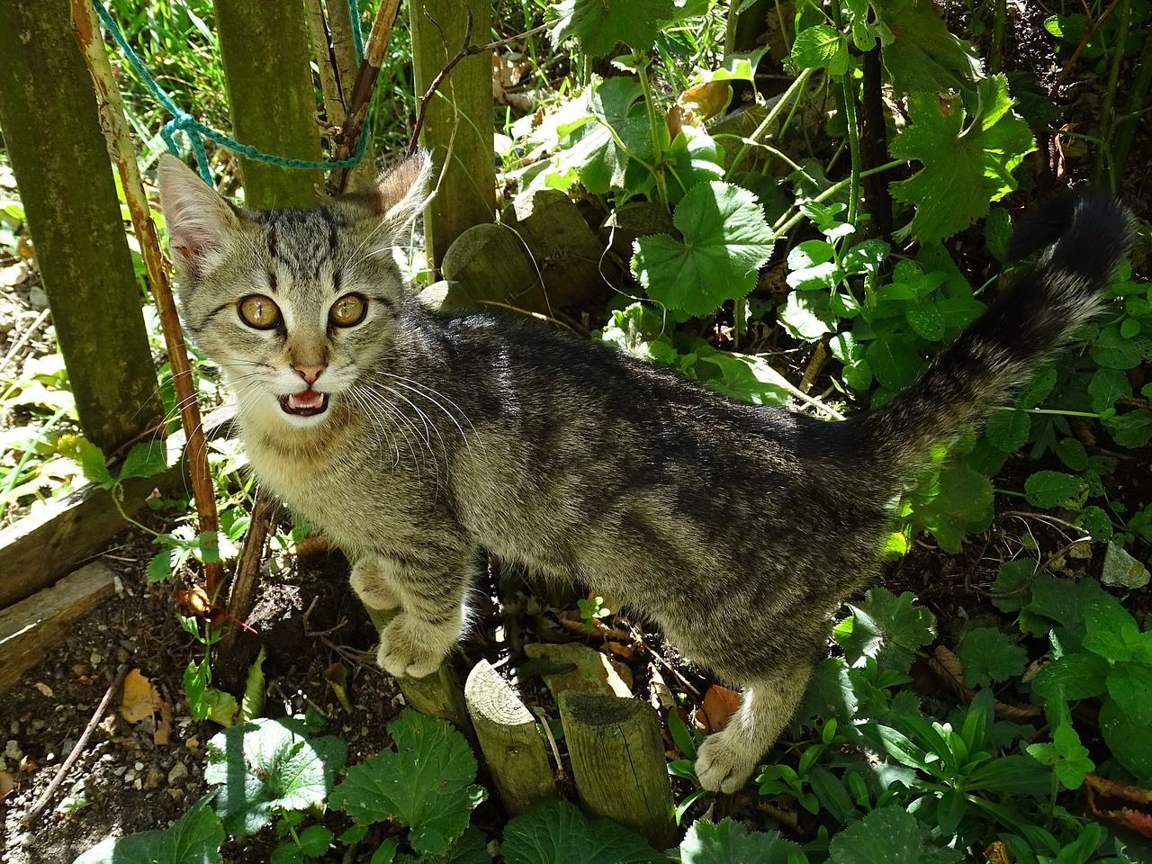 Katė, Miau, Sodas, Naminis Katinas, Veidas, Nemokamos Nuotraukos,  Nemokama Licenzija