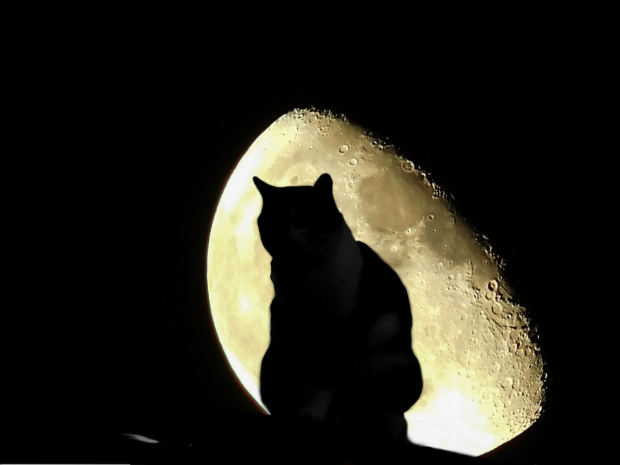 Katė, Mėnulis, Halloween, Naktis, Dangus, Naktinis Dangus, Tvora, Sėdėti, Mėnulio Šviesa, Pusmėnulis