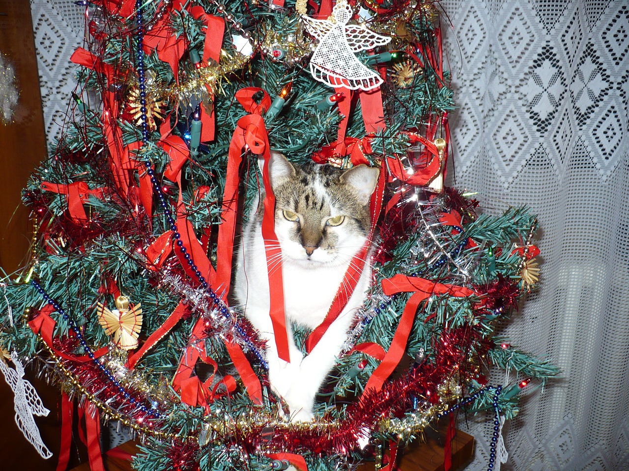 Katė, Ornamentas, Kalėdos, Kalėdų Eglutė, Juokinga Katė, Juokinga Kalėdų Eglutė, Juokinga, Nemokamos Nuotraukos,  Nemokama Licenzija