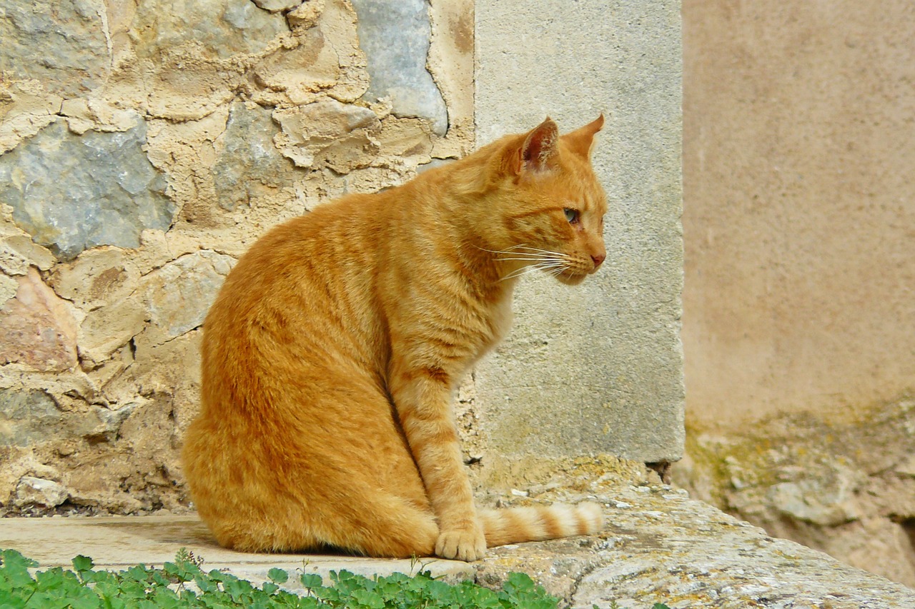 Katė, Gyvūnas, Naminis Gyvūnėlis, Naminis Katinas, Skumbrė, Raudonos Skumbrės Tabby, Brangioji, Patikimas, Kailis, Dėmesio