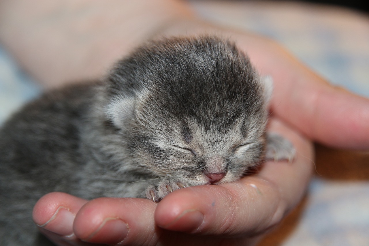 Katė Kūdikis, Kačiukas, Miegoti, Ranka, Katė, Jaunas Katinas, Naminis Katinas, Naminis Gyvūnėlis, Kūdikių Katė, Gyvūnai