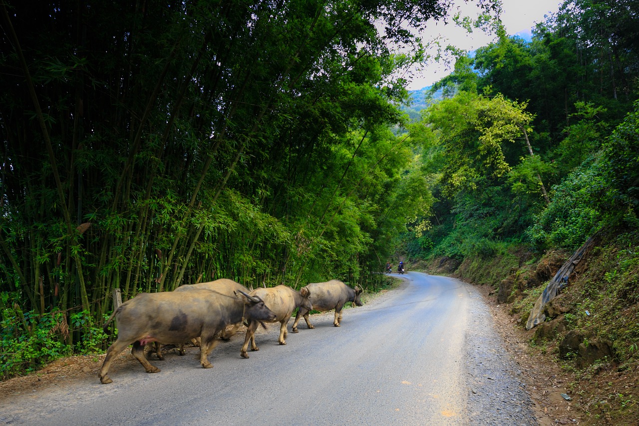 Cat Cat,  Vietnamas,  Fonas,  Bambuko Miškas,  Sapa,  Tre,  Kaimas,  Mediena,  Green Tree,  Natūralus