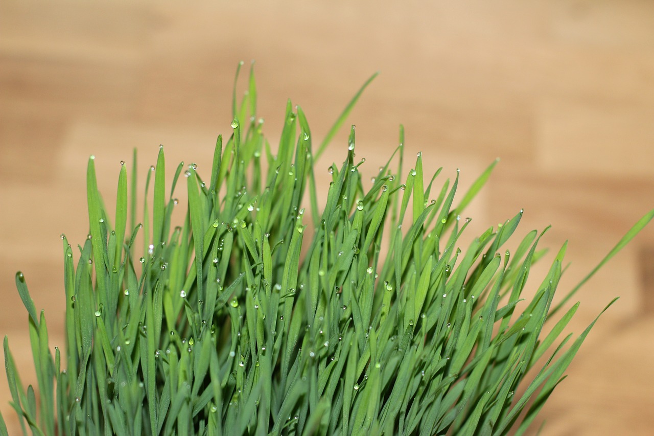 Kačių Žolė, Žolė, Wheatgrass, Lašas Vandens, Nemokamos Nuotraukos,  Nemokama Licenzija