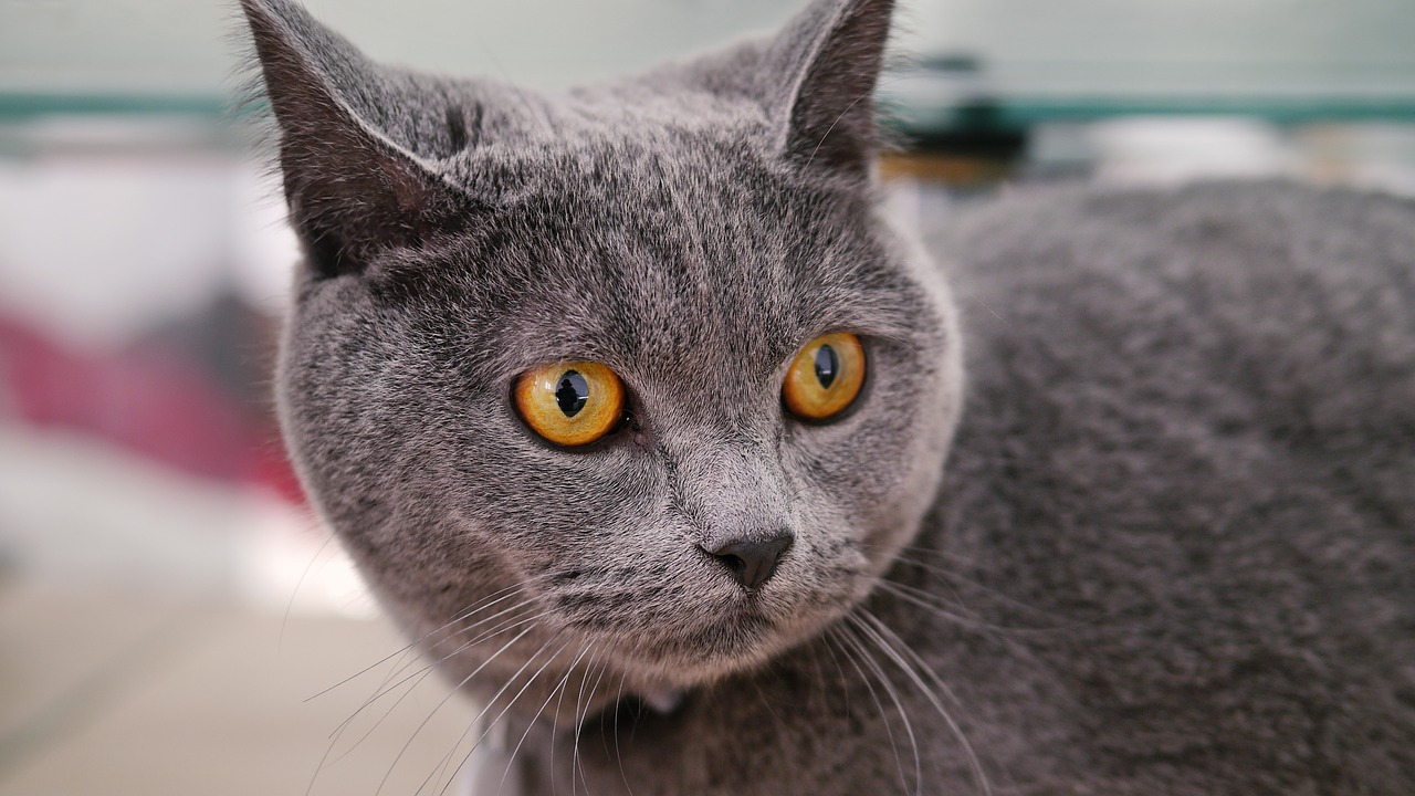 Katė Mia,  Mėlynos Katės,  Naminis Gyvūnėlis, Nemokamos Nuotraukos,  Nemokama Licenzija