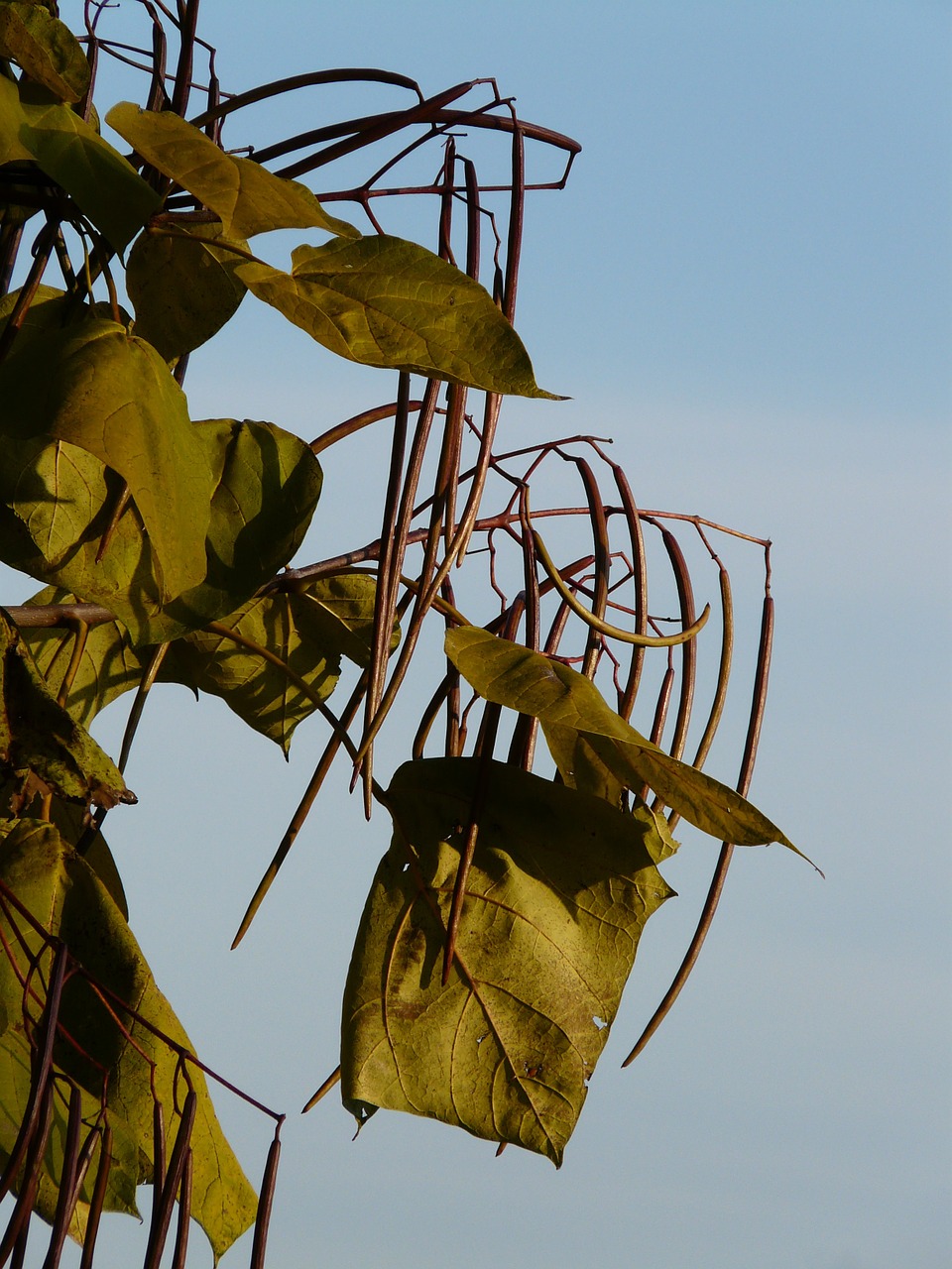 Catalpa, Ankštiniai, Šviesiai Žalia, Dekoratyvinis, Vaisiai, Medis, Nemokamos Nuotraukos,  Nemokama Licenzija