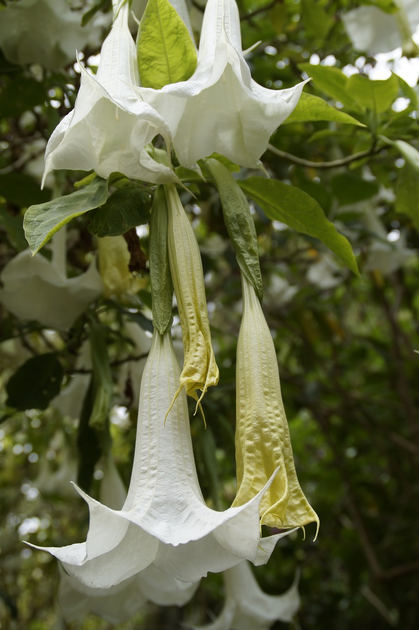 Catalpa, Gėlės, Žydėti, Bignoniaceae Augalai, Medis, Ornamentinis Medis, Šiek Tiek Toksiškas, Balta, Dekoratyvinis Augalas, Baltas Žiedas