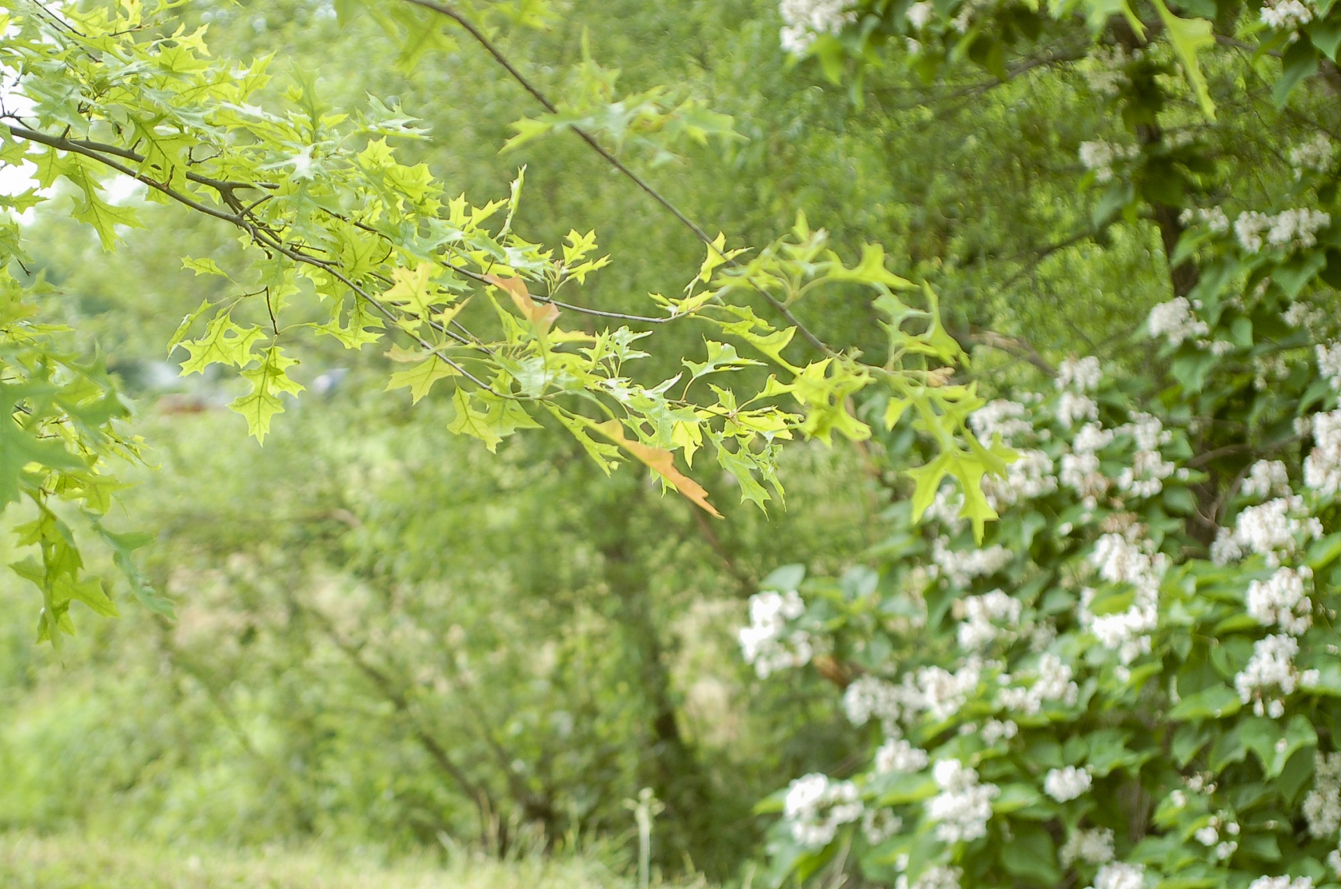 Catalpa,  Ąžuolo,  Medis,  Augalas,  Gėlė,  Parkas,  Žalias,  Miškas,  Miškai,  Gamta