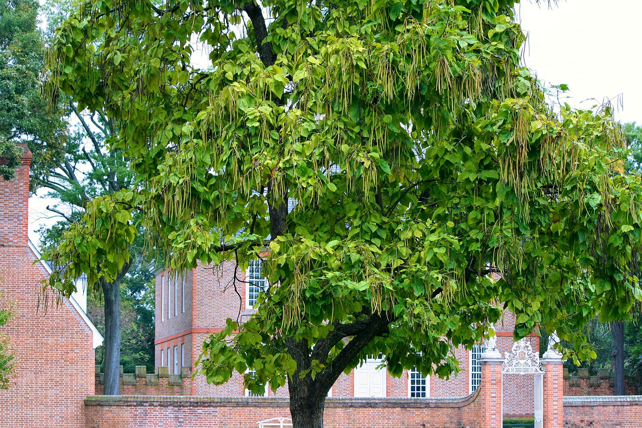 Catalpa Medis, Catawaba Medis, Bignoniaceae, Pupelių Pods Vaisiai, Medis, Ekologiškas, Žemdirbystė, Lauke, Aplinka, Bagažinė