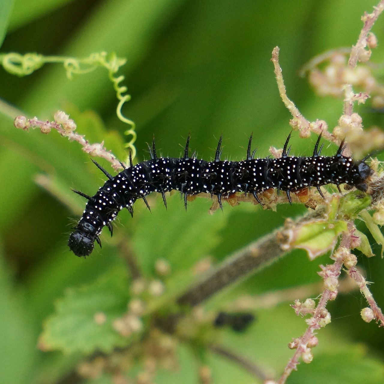 Vikšras, Juoda, Aštrus, Nokkosperhosen Larval, Nymphalis Urticae, Nemokamos Nuotraukos,  Nemokama Licenzija