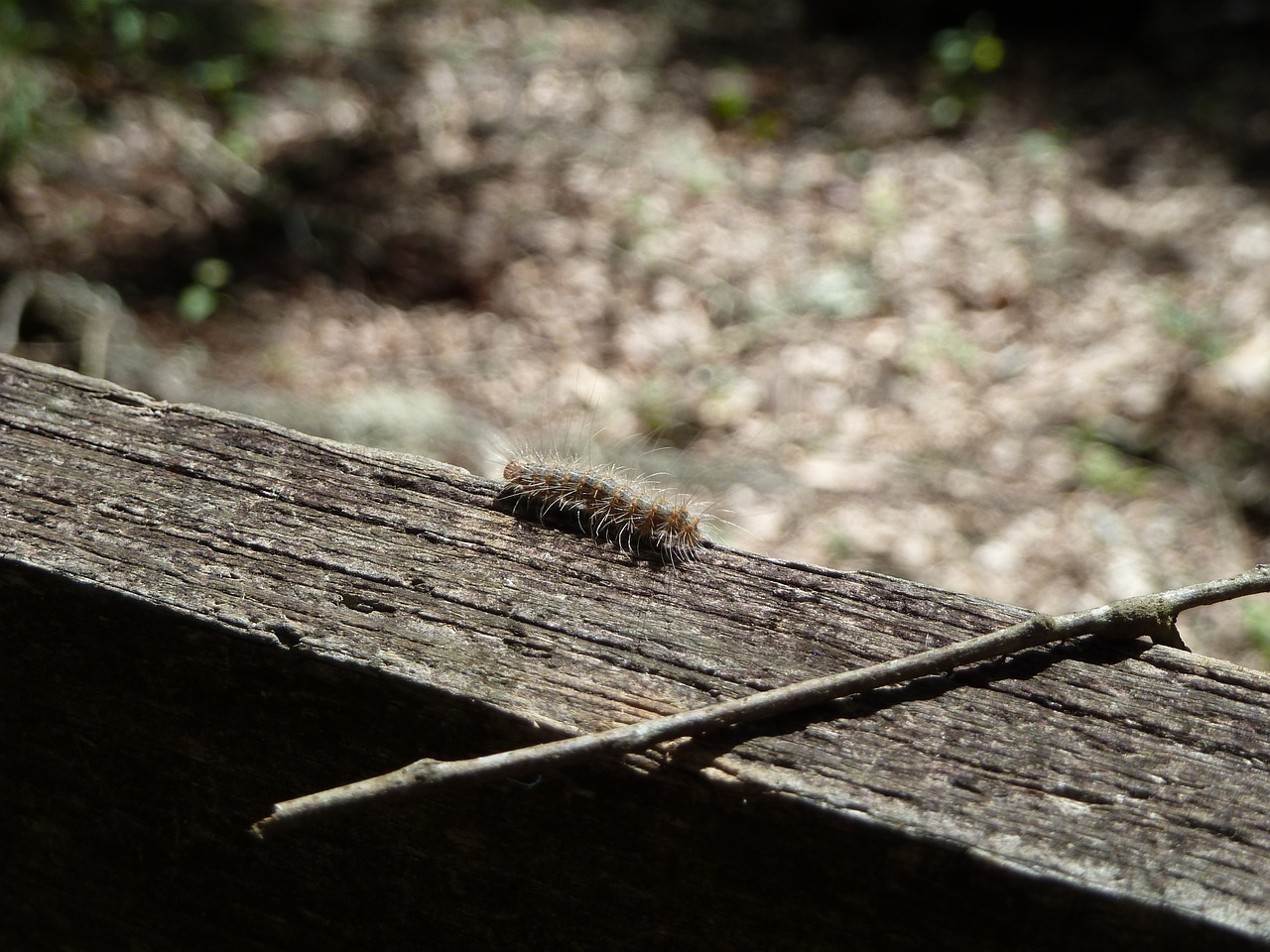 Vikšras, Ūkis, Klaidas, Vabzdys, Laukinė Gamta, Klaida, Mažas, Laukiniai, Entomologija, Metamorfozė