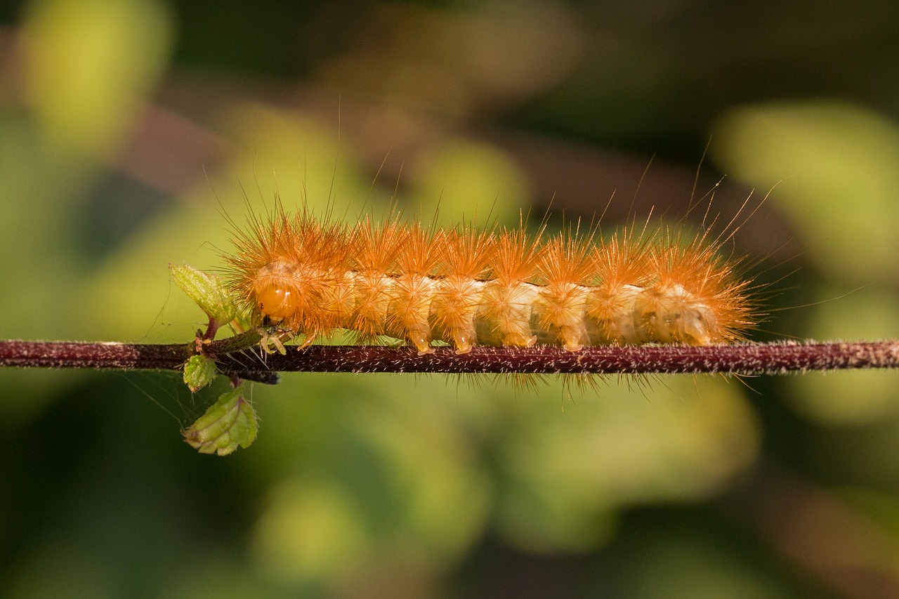 Vikšras, Plaukuotas, Plaukai, Phragmatobia Fuliginosa, Padengti Suktuku, Makro, Uždaryti, Auksas, Auksinis, Kelyje