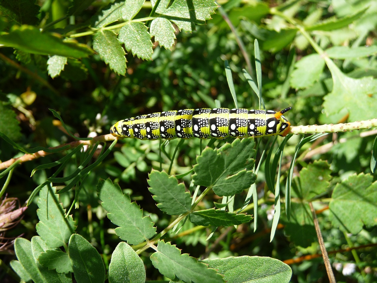 Vikšras, Spurge Hawkmoth, Gamta, Drugelis, Vabzdys, Vasara, Gyvūnai, Uždaryti, Nemokamos Nuotraukos,  Nemokama Licenzija