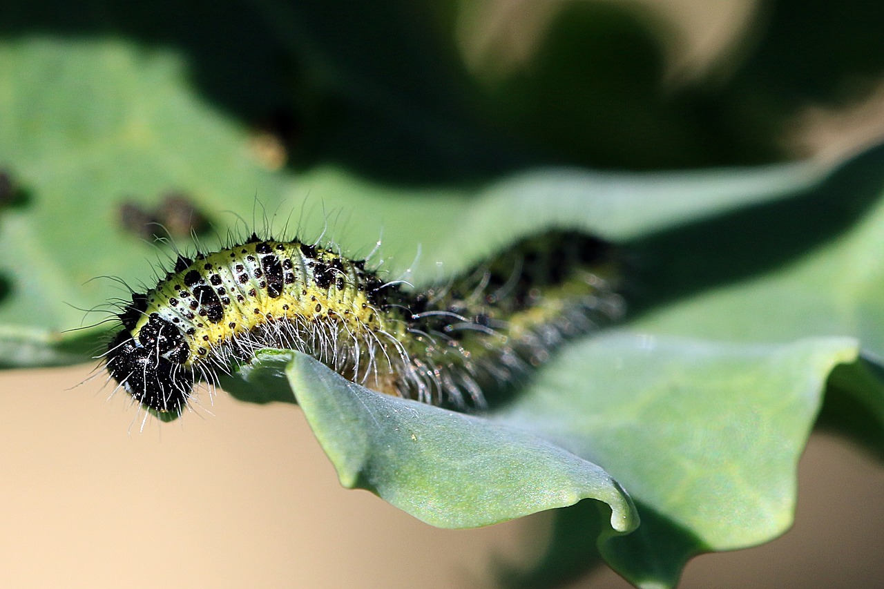 Vikšras, Pieris Brassicae, Kenkėjas, Glutton, Palikuonys, Drugelis, Kopūstai, Žemdirbystė, Iš Arti, Makro