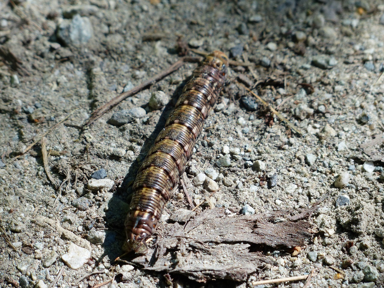 Vikšras, Gyvūnas, Vabzdys, Fauna, Tamsi, Juoda, Bjaurus, Creepy, Kiefernschwaermer, Tannenpfeil