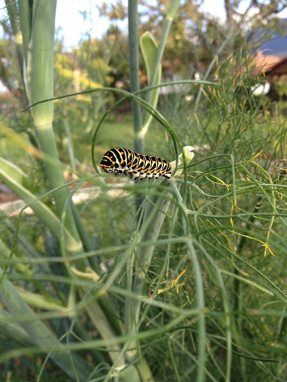 Vikšras, Swallowtail, Vabzdys, Nemokamos Nuotraukos,  Nemokama Licenzija