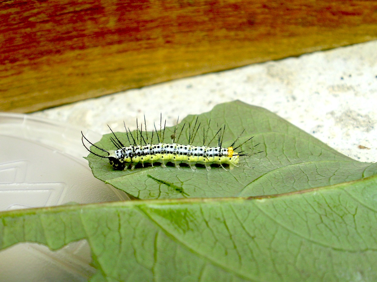 Caterpillar,  Žalias,  Geltona,  Erškėčiai,  Lapų,  Vabzdys,  Žalia Caterpillar,  Spalvinga,  Drugelis,  Pobūdį