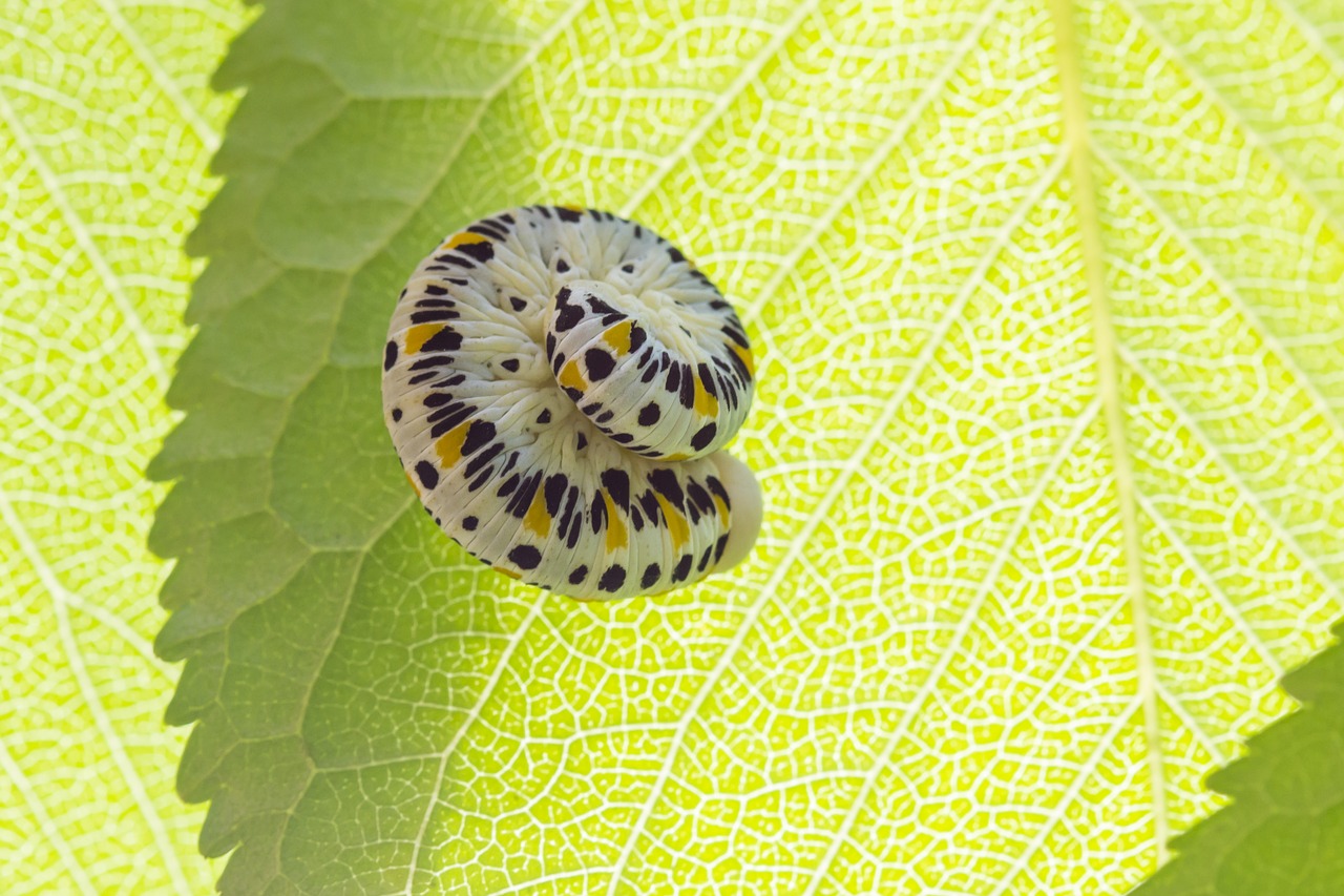 Caterpillar,  Vabzdys,  Palaeo Cimbex Quadrimaculatus,  Pobūdį,  Lapų,  Žalias,  Pavasaris, Nemokamos Nuotraukos,  Nemokama Licenzija