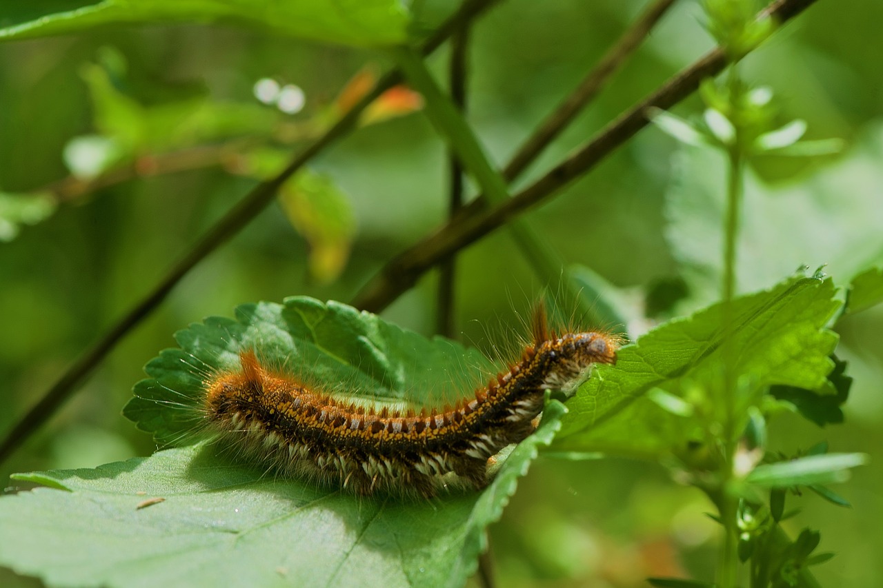 Caterpillar,  Šilkaverpis,  Pobūdį,  Pavasaris,  Makro Fotografija, Nemokamos Nuotraukos,  Nemokama Licenzija